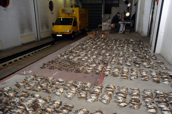 Több mint hétszáz védett madár tetemét találták meg olasz vadászoknál