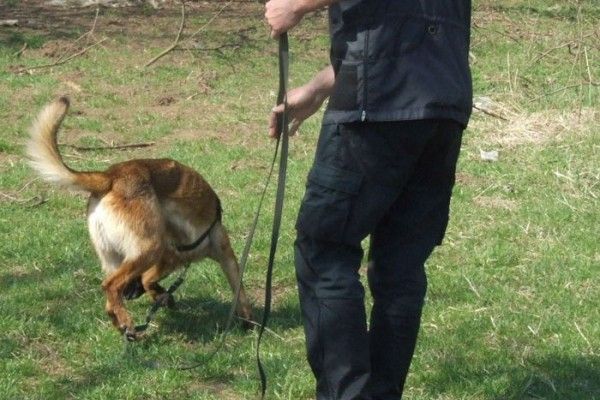 Nyomkövető kutya segítségével fogtak betörőt Szabolcsban