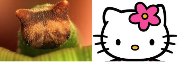 Bizarr! Helló Kitty hernyó Japánból - fotó