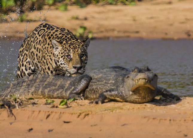 Jaguár vs. kajmán