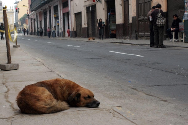 Romániában megszavazták a kóbor kutyák elaltatásáról szóló törvényt
