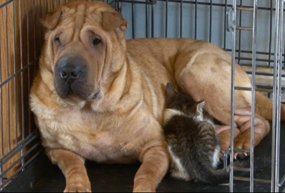 Videó: a kutya örökbe fogadta a kismacskát, ő is szoptatta - de még sohasem volt saját kölyke!