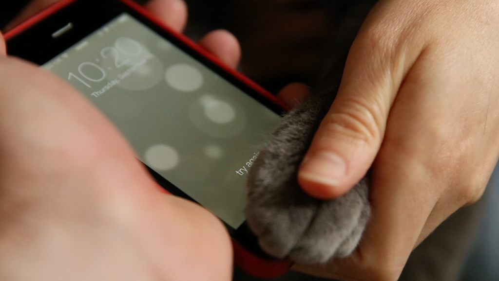A macska is képes feloldani az új iPhone 5S készüléket, ha úgy van beállítva a biztonsági profil - tesztvideó
