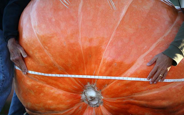 Annual Heavyweight Pumpkin Contest Held In Half Moon Bay