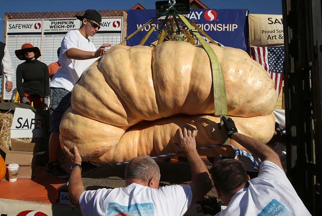 Annual Heavyweight Pumpkin Contest Held In Half Moon Bay