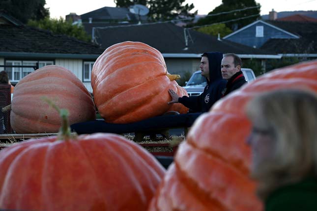 Annual Heavyweight Pumpkin Contest Held In Half Moon Bay