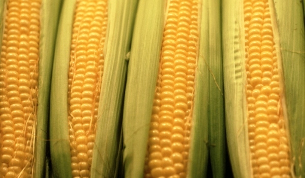 Hattonnás a kukorica eddigi termésátlaga Tolnában