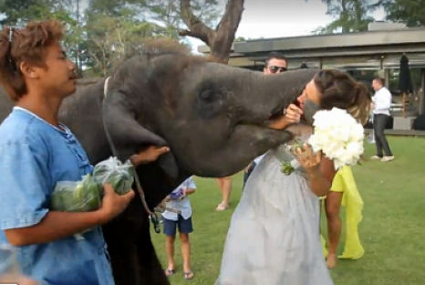 Elefánttól kapta a menyasszony az első csókot! – videó