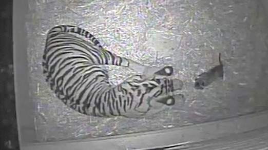 Ritka szumátrai tigrisek születését vették videóra