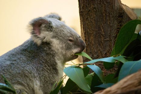 Kihalás fenyegeti a koalákat