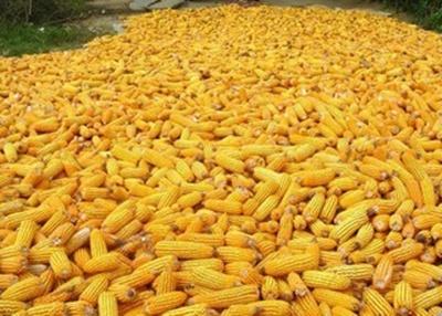Czerván: az idén 6,7 millió tonna kukorica terem az országban