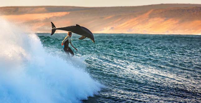 Surfing With Dolphins