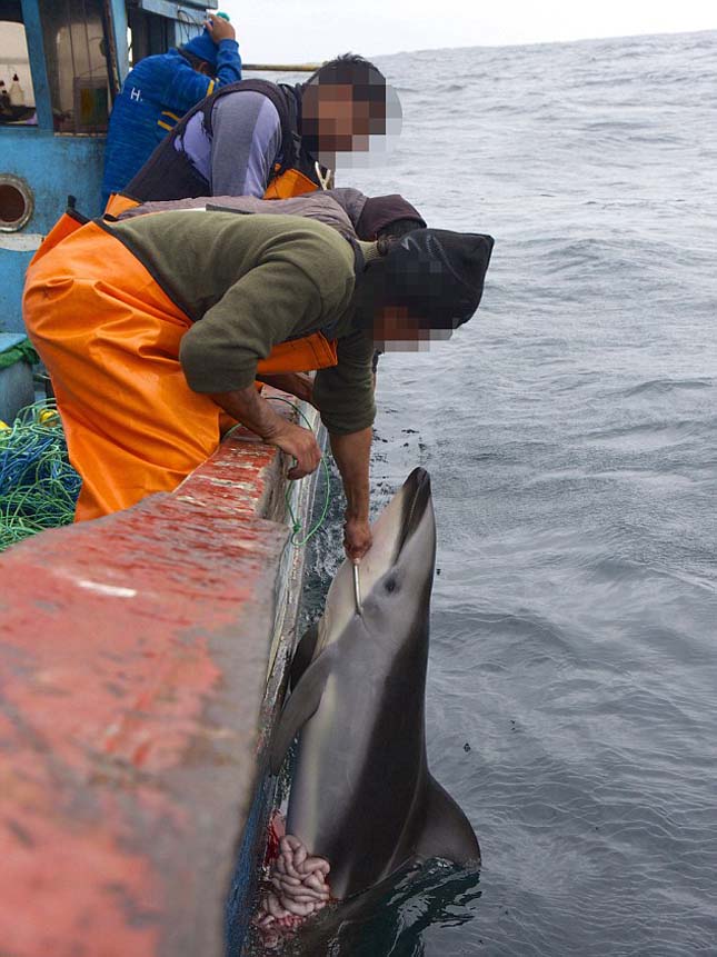 hauling up harpooned dolphin.jpg