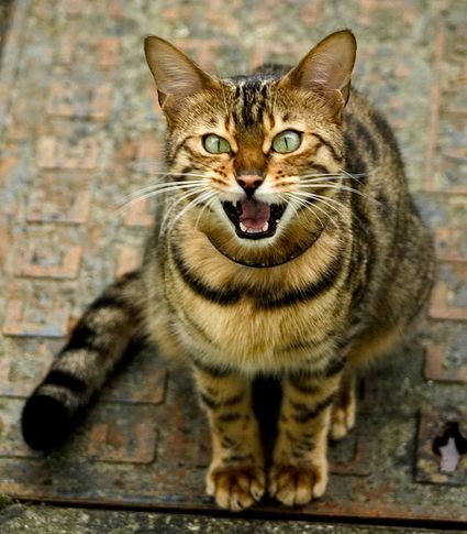Genetikusok megerősítették, hogy a macska 96 %-ban tigris