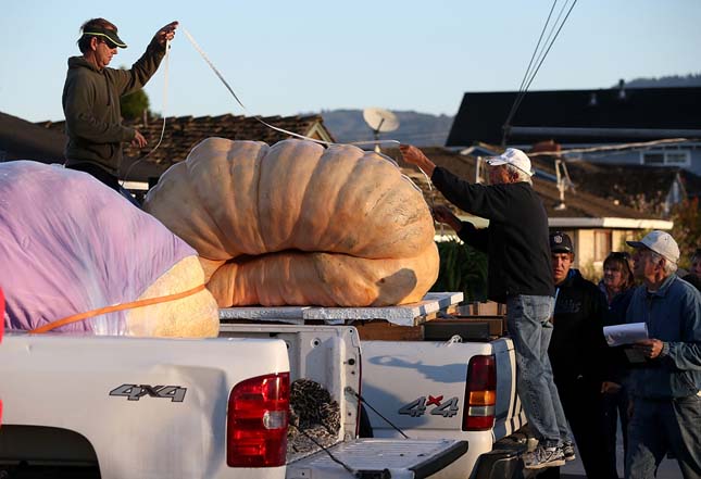 Annual Heavyweight Pumpkin Contest Held In Half Moon Bay