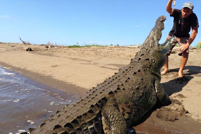 Egy jó kis Costa Rica-i krokodil túra - videó