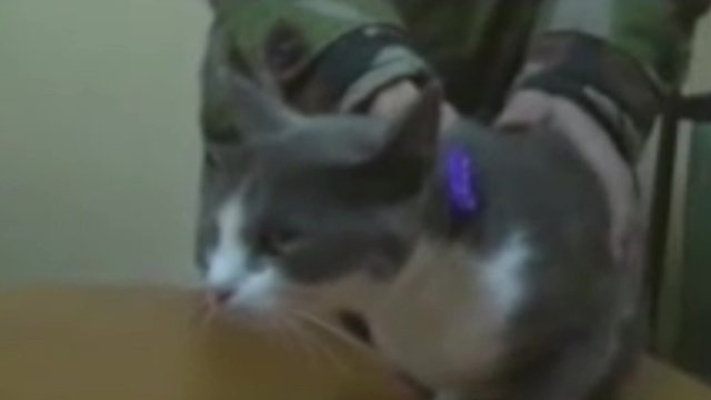 Drogcsempész cicát fogtak el a börtönőrök! – videó