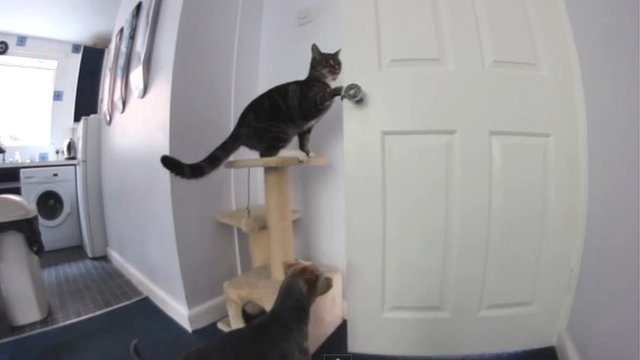 Elképesztő videó! A cica és a kutyus „csapatmunkával” szöknek ki a konyhából!