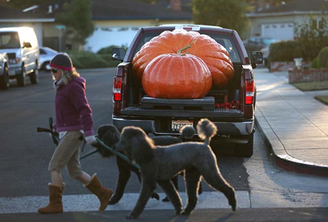 Annual Heavyweight Pumpkin Contest Held In Half Moon Bay