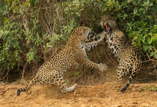 A brazíliai Pantanalban a jaguárok kemény harcot folytatnak