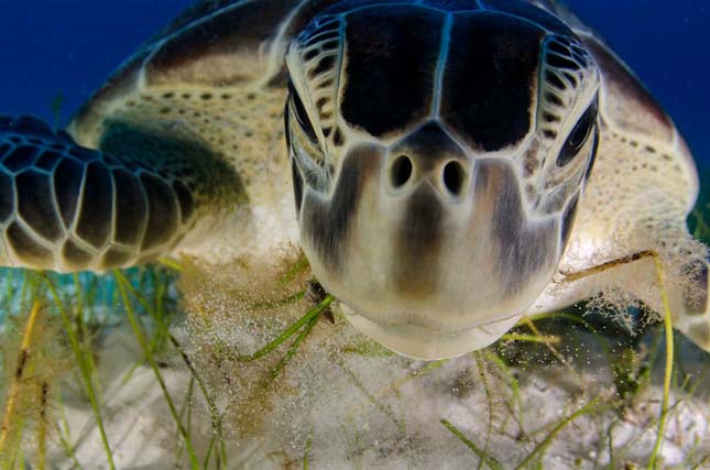 A mexikói Cancúnban egy zölt teknős jóízűen falatozik