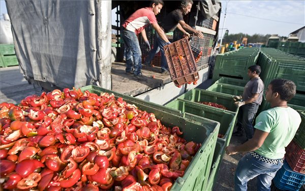 A gyenge paprikatermés ellenére sem szorul importra az Univer