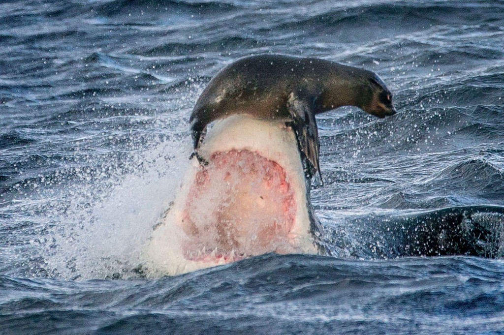 EMBARGO-A-seal-narrowly-evades-being-crushed-by-the-jaws-of-a-great-white-shark-2350683
