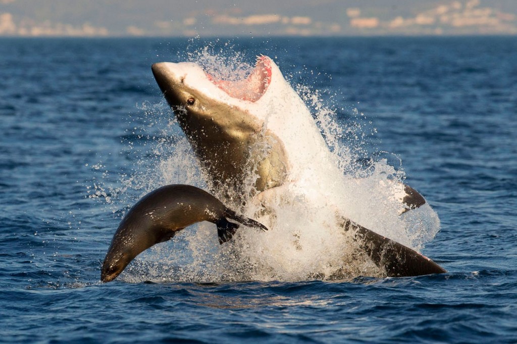 EMBARGO-A-seal-narrowly-evades-being-crushed-by-the-jaws-of-a-great-white-shark-2350688