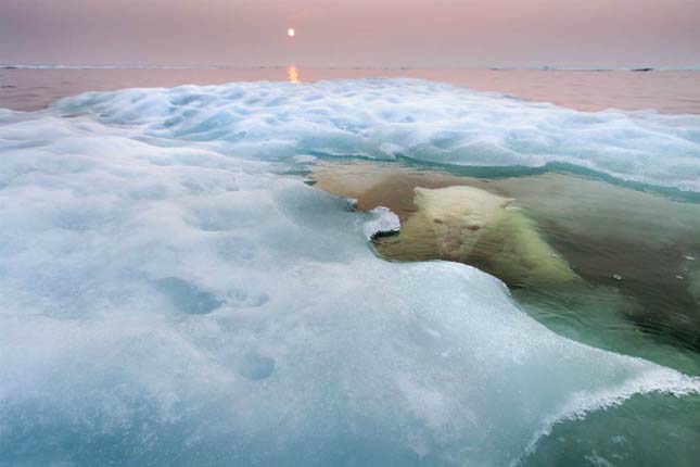 Hudson - öbölben egy jegesmedve a kristálytiszta víz alatt