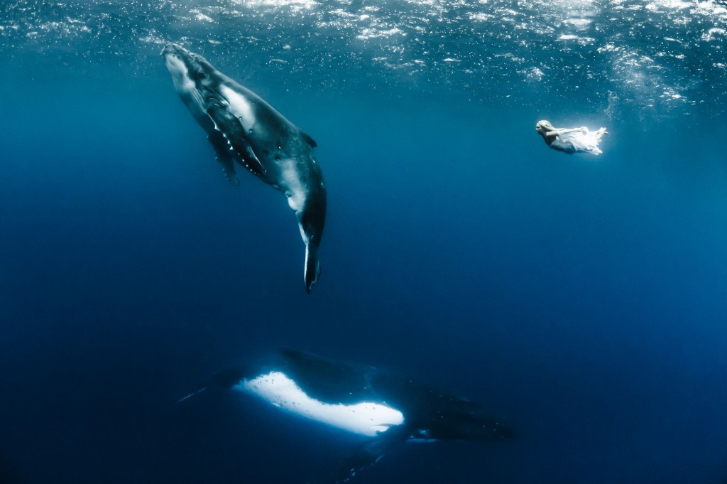 Model-Hannah-Fraser-swims-along-with-a-humpback-whale-in-the-South-Pacific-Ocean-2641592