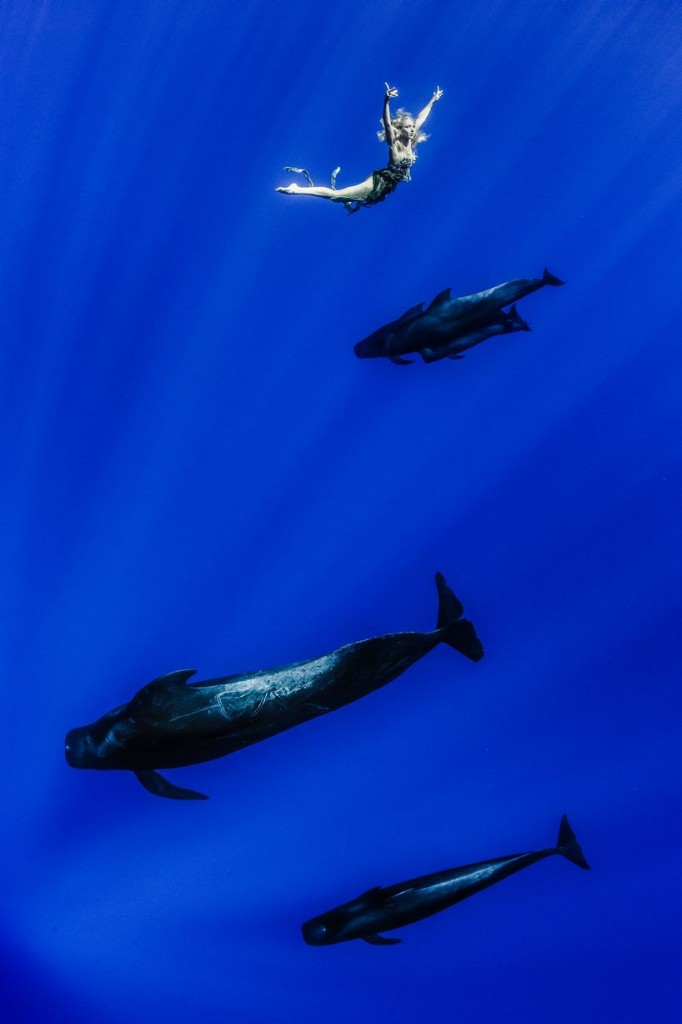 Model-Hannah-Fraser-swims-along-with-a-pod-of-pilot-whales-in-the-South-Pacific-Ocean-2641532