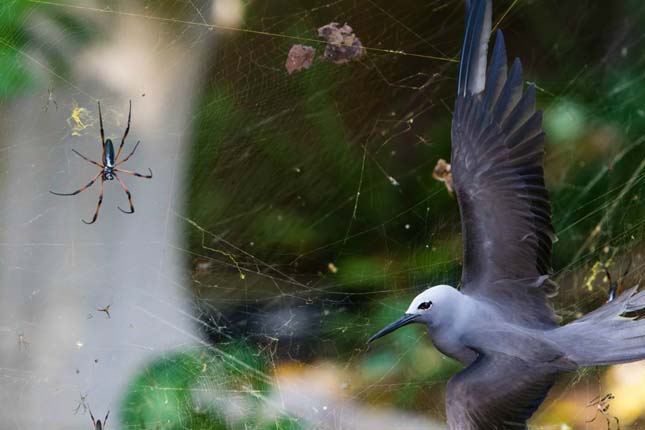 A Seychelle - szigeteken egy csapdába esett madár