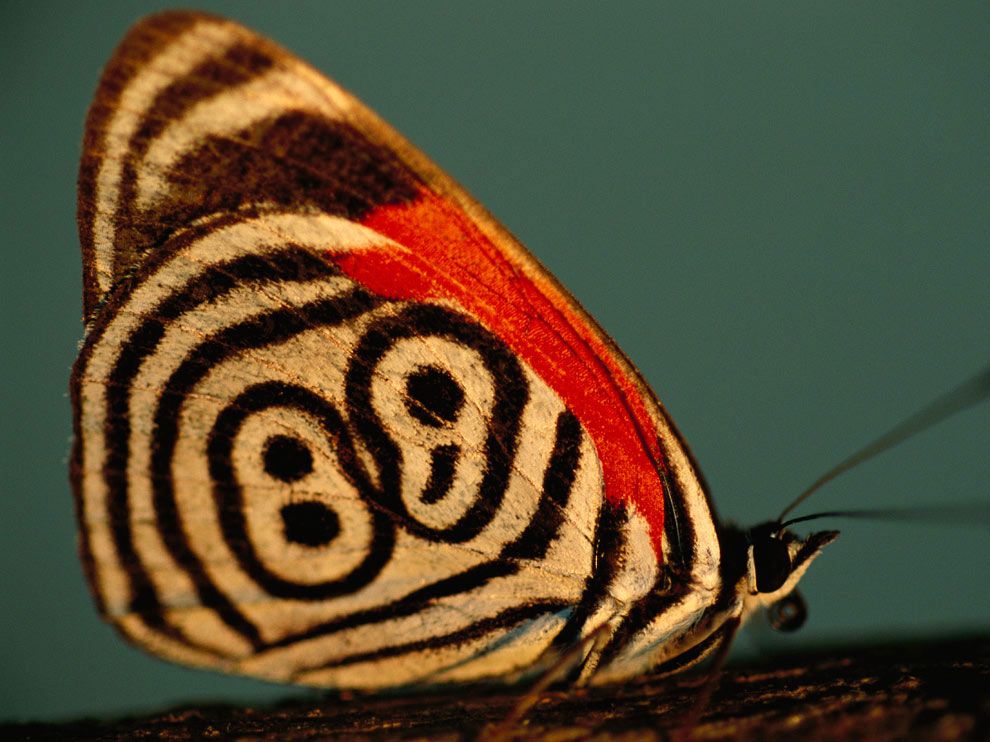 A pillangókat a természet 89-es rajtszámmal ajándékozta meg