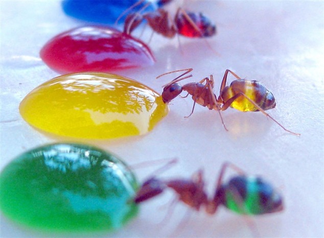 Elképesztő hangyák - a sokszínű Tapinoma melanocephalum
