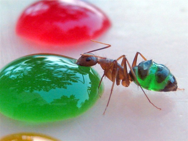 ants-color-food