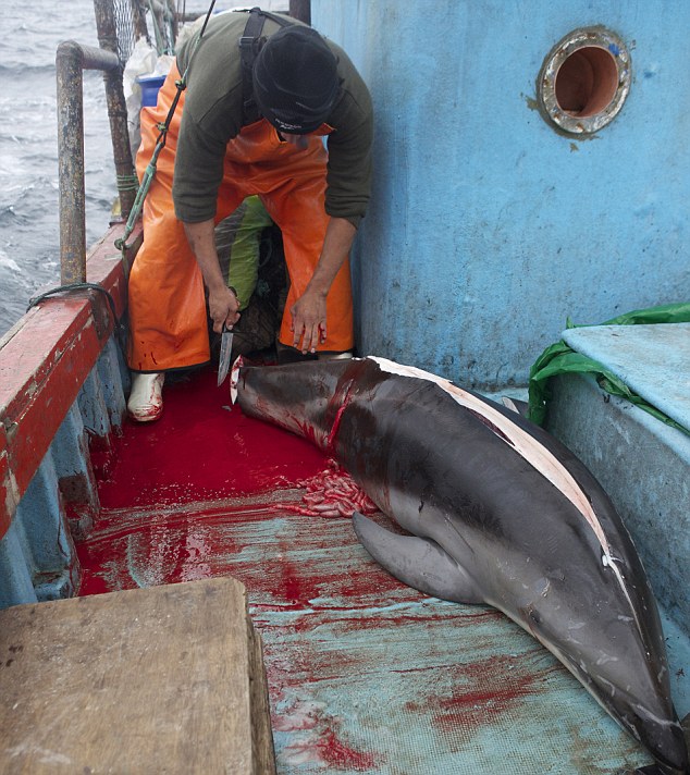A perui halászok ezrével mészárolják le a delfineket - sokkoló fotók, videó