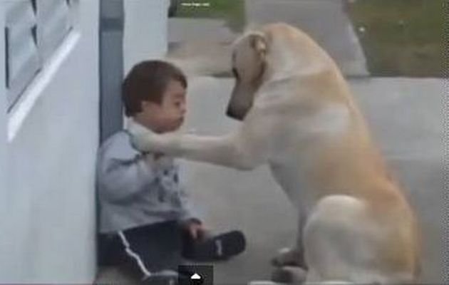 Egy kutya barátkozásra bírja az érintésfóbiás Down-kóros kisfiút - videó