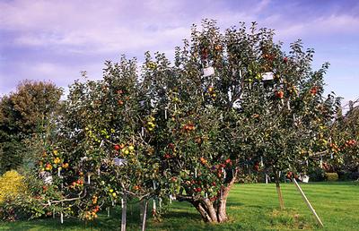 250 fajta almát terem egyetlen fa!
