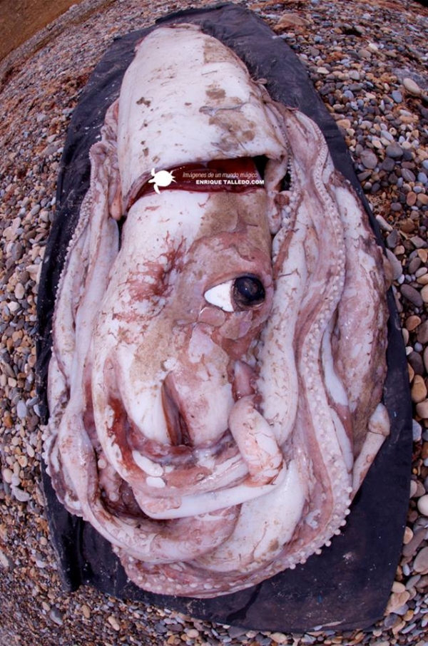 giant-squid