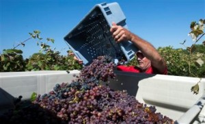 In this Sept. 25, 2013, photo, Bernie Parker, manager of Oliver Winery's Creekbend vineyard, empties a crate of grapes into a tub for transport to the winery near Bloomington, Ind. Area winery owners say the current harvest is much better than last year. (AP Photo/Bloomington Herald-Times, David Snodgress)