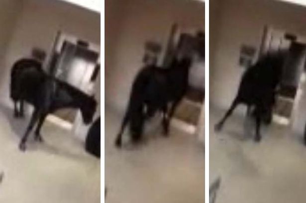 A nap videója: egy elszabadult ló jelent meg a szálloda halljában és megpróbált beszállni a liftbe