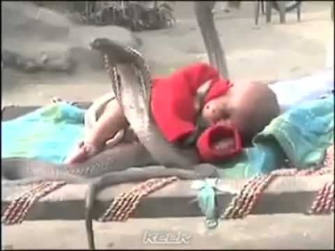 Bizarr! Négy kobra között alszik a baba! – videó