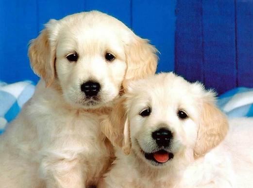 Kutyát klónoznak Dél-Koreában