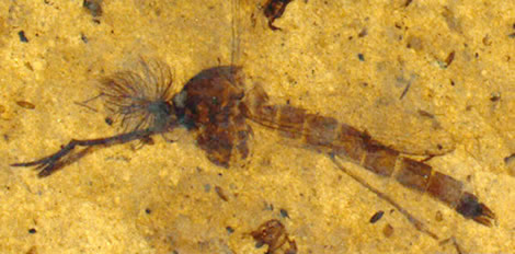 46 millió éves szúnyog fosszíliát találtak tele vérrel megkövesedve - fotó