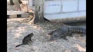 Elképesztő bátorság! Cica kergette el az aligátorokat- videó