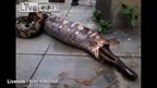 Bangkok: egy hatalmas piton visszaöklendezi az egyben lenyelt kutyát - videó