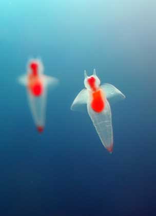 Clione or "sea angels" swim in Tokyo aquarium