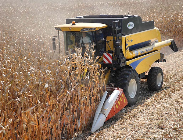 Mintegy 5,65 tonna a kukorica hektáronkénti átlaghozama Zalában