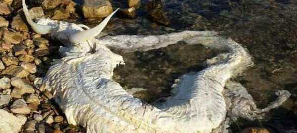 Rejtélyes lényt dobott a partra a víz Spanyolországban!
