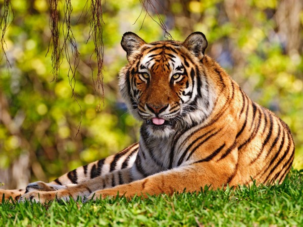 tigris1